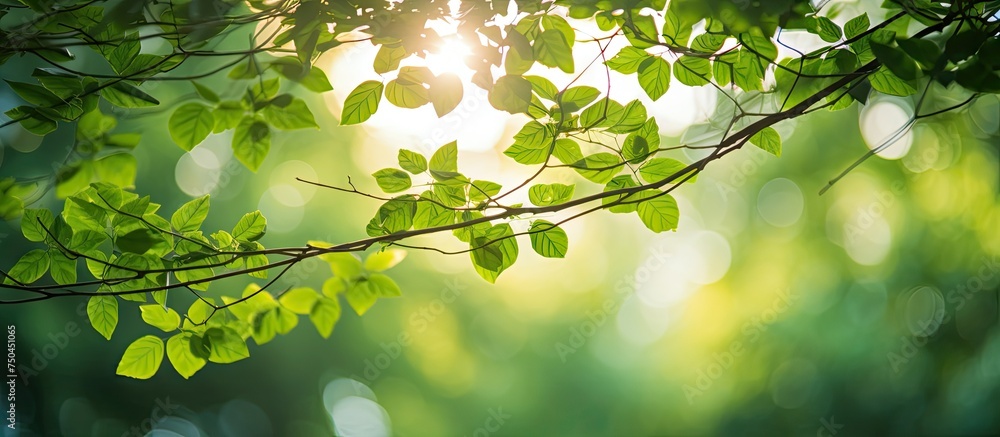 Poster Sunlit Empty Path Cutting Through Verdant Fields with Lush Greenery and Tree Branch