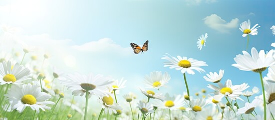 Colorful Butterfly Soaring Above Vibrant Spring Daisy Field in Sunlight - obrazy, fototapety, plakaty
