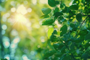 Sunlight filtering through green leaves, ideal for nature backgrounds