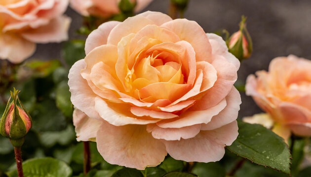 A vibrant peach fuzz rose in full bloom, surrounded by buds and greenery.