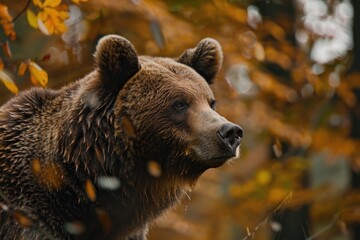 Close up of a brown bear in a forest, suitable for wildlife and nature concepts
