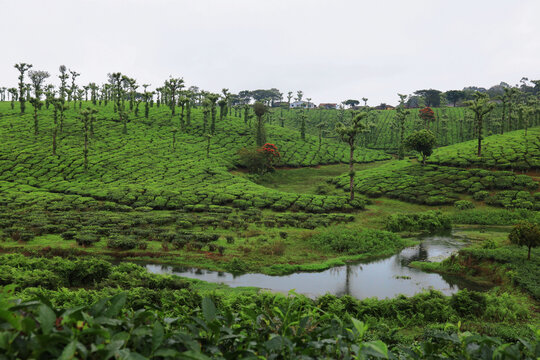 A tea garden blanketing Nelliyampathi with greenery