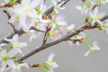 桜　啓翁桜