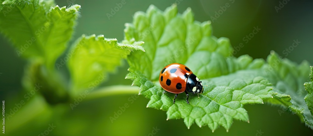 Poster vibrant ladybug perched on a nettle leaf in close-up macro shot