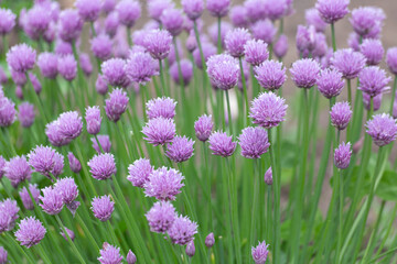 onion allium group of lilac flowers during the day