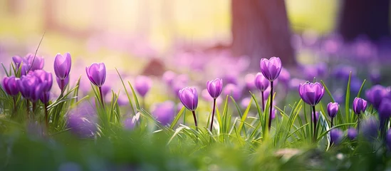 Fotobehang Vibrant Purple Crocus Flowers Emerging Among Lush Green Grass in a Spring Meadow © HN Works