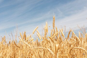 ripe ears of wheat large field