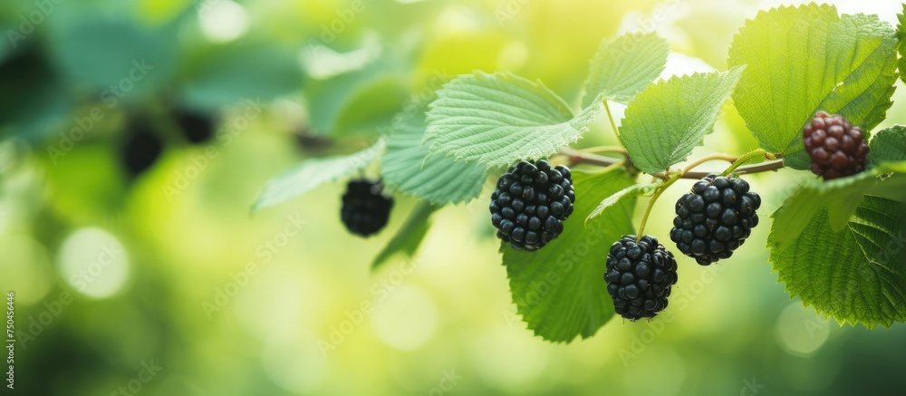 Canvas Prints Vibrant Unripe Blackberries Gently Growing on Healthy Garden Vines