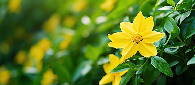 Vibrant Yellow Cascabela Thevetia Flower Blooming Among Lush Green Leaves in Garden