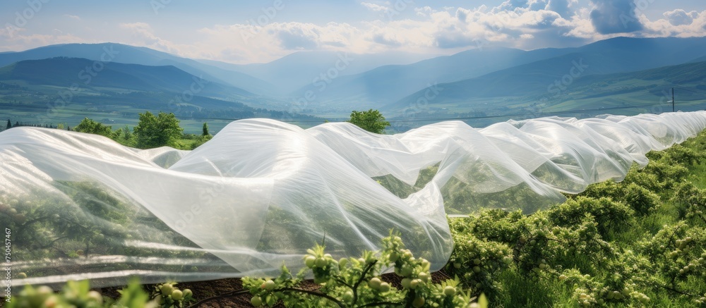 Poster protective nets shield hilly apple orchard during spring against harsh weather conditions