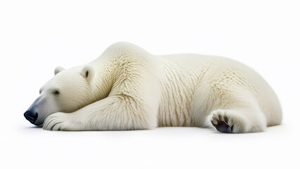 Polar bear (Ursus maritimus) isolated on white background