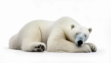 Foto op Canvas Polar bear (Ursus maritimus) isolated on white background © Steve