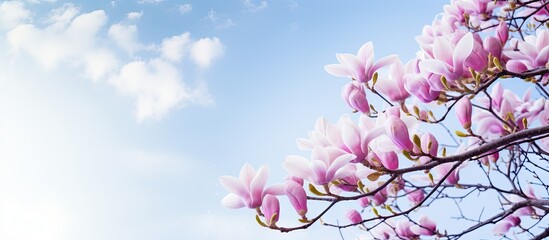 Ethereal Bloom: Beautiful Chinese Magnolia Tree with Pink Flowers against a Dreamy Sky