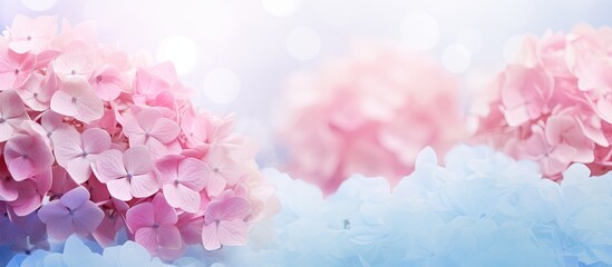 Ethereal Pink Hydrangeas Blooming on Delicate Blue and Pink Background