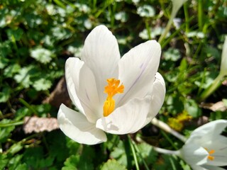 Closeup top view of a white Crocus flowers with an orange stem on a sunny day. Spring concept. 