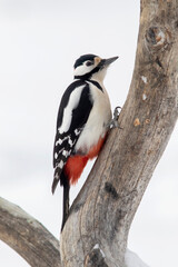 Great spotted woodpecker, Dendrocopos major on a  tree trunk in Finnish nature, Northern Europe