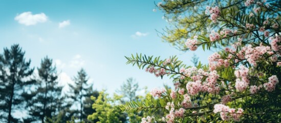 Delicate Pink Blossom Adorning a Tranquil Tree Branch in a Serene Forest Setting