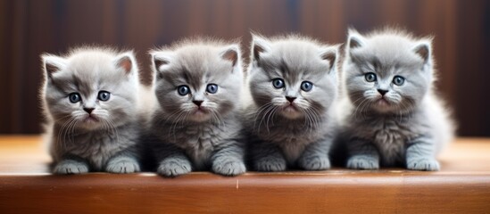 Adorable Trio of Little Gray Kittens Posing on a Wooden Table in Cozy Home Environment