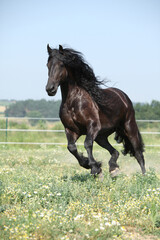 Amazing friesian mare running on pasturage