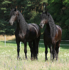 Two friesians mares standing on pasturage together
