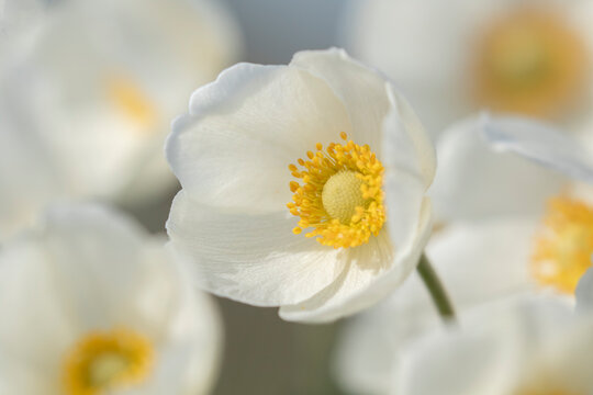 Adorable large white flower of Snowdrop anemone, Anemone sylvestris  during late spring in Estonia, Europe