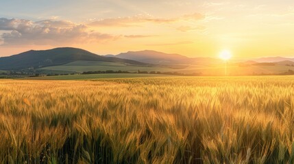 Beautiful sunset over a peaceful wheat field, perfect for nature and agriculture concepts