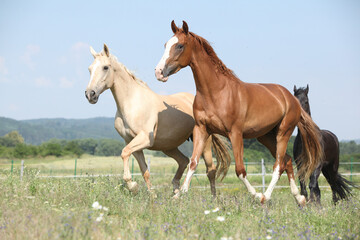 Two Kinsky horses running on pasturage