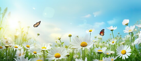 Vibrant Daisy Field in Spring with Beautiful Live Butterflies Fluttering Around - 750460887