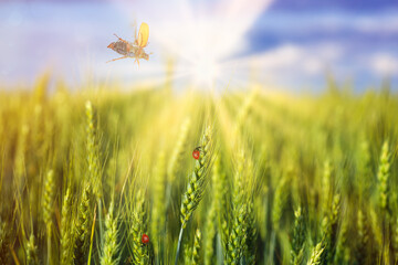 Natural green background with flying june bug, butterflies and crawling ladybugs in sunlight with...