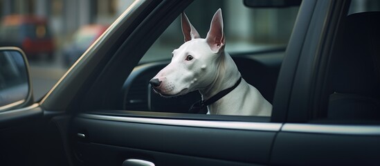 Loyal Bull Terrier Patiently Awaits Owner Inside Car During Travel Adventure