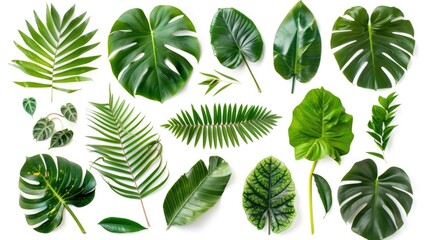 Vibrant tropical leaves arranged on a clean white backdrop. Perfect for botanical designs and nature-themed projects