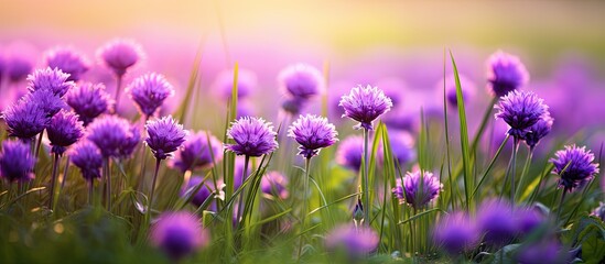 Enchanting Purple Blooms Dancing Amongst Lush Green Grass in a Serene Meadow