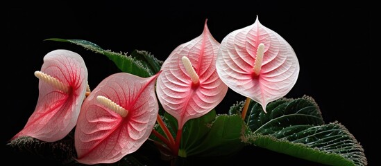 Vibrant Close-Up of Exotic Pigtail Flamingo Flower Blooming Against Black Background - obrazy, fototapety, plakaty