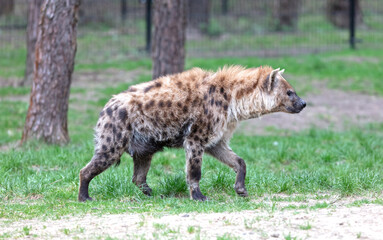 Spotted hyena (Crocuta crocuta), walking in nature