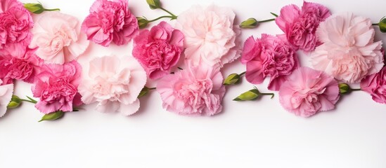 Fototapeta na wymiar Vibrant Pink Carnation Flowers in Full Bloom on a Clean White Background for Festive Celebrations