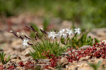 Dianthus arenarius arenarius, the sand pink blooming in white blooms in Estonian nature during...