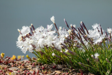 Dianthus arenarius arenarius, the sand pink blooming in white blooms in Estonian nature during...
