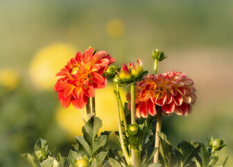 Bright red Dahlias with yellow flowers in the background