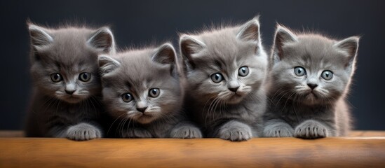 Adorable Trio of Playful Tiny Kittens Sitting and Purring on Wooden Table - obrazy, fototapety, plakaty