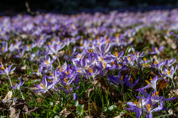 Frühling im Allgäu