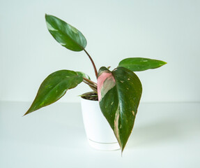 Beautiful variegated philodendron Pink Princess in small white pot on white packground