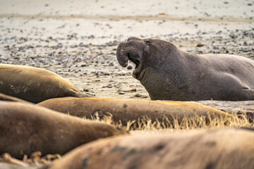 Elephant seal rest on the Drakes Beach, California