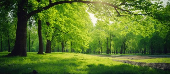 Fototapeta na wymiar Sunlit Deciduous Forest: Lush Trees and Greenery in Eco-Friendly Nature Park