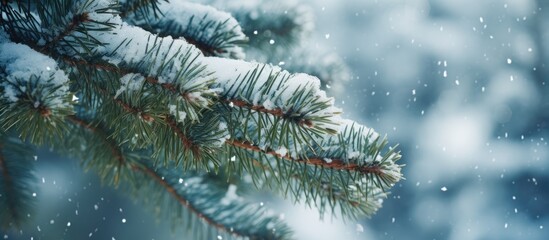 Ethereal Winter Beauty: Delicate Pine Branch Glistens Under Blanket of Snow
