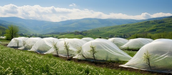 Magnificent Apple Orchards: White Nets Shielding Cultivated Fruits From Spring Storms