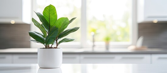 Minimalist Kitchen Decor: Artificial Plant Enlivens White Countertop in Modern Home
