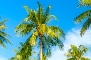 Fototapeta premium Rows of palm trees on blue cloudy sky