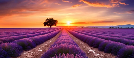 Rolgordijnen Majestic Sunset Illuminates Lavender Field in the Tranquil Provence Countryside © HN Works