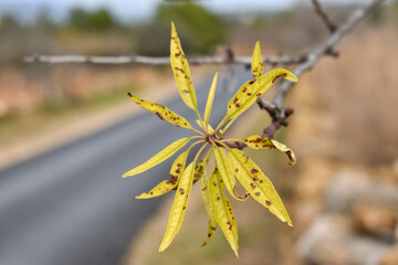 Hojas del almendor amarillas