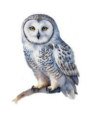 Polar owl watercolor